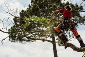 pruner with his chainsaw