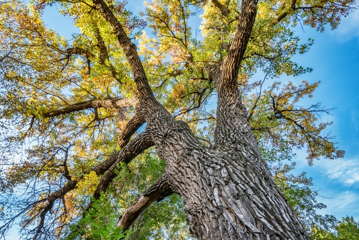 tree with fall foliage