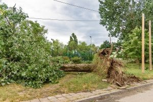 A large uprooted tree lies across a grassy area after a storm, with its exposed roots, broken branches, and fallen debris visible near the sidewalk.