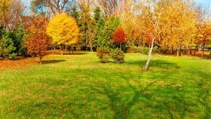 A spacious backyard with green grass surrounded by trees displaying vibrant autumn foliage in shades of yellow, orange, red, and green.